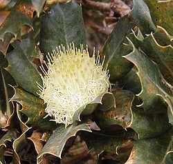 Banksia sessilis(anciennement Dryandra sessilis)