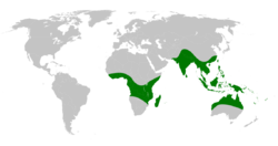 Drynaria distribution map.png