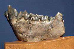  fragment de mandibule de Dryopithecus fontani