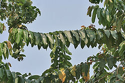  Branchage de Duabanga grandiflora, dans leBengale-Occidental, au Parc national de Buxa