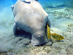  Un dugong à Marsa Alam