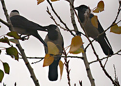  Choucas de Daourie (Corvus dauuricus)