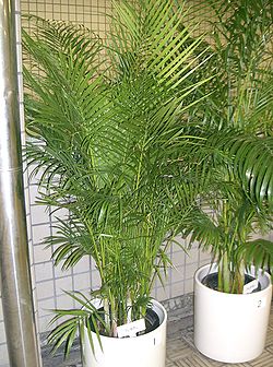  Dypsis lutescens en pot