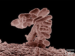  Colonie de Escherichia coli grossissement × 10 000