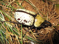  Dynastes tityus (mâle)