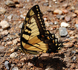  Papilio glaucus