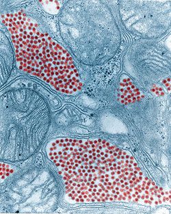 Virus de l’encéphalite équine de l’est,  Microphotographie  colorisée d’une Glande salivaire de moustique prise en Microscopie électronique en transmission. Les points remarquables sont colorés en rouge. (Grossissement x 83900)