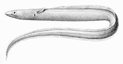  Echelus pachyrhynchus
