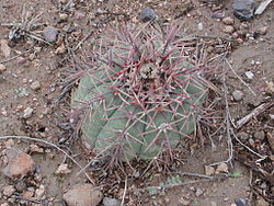  Echinocactus horizonthalonius