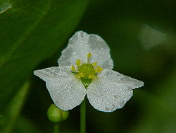  Fleur d'Echinodorus isthmicus