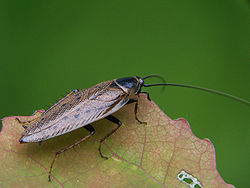  Ectobius lapponicus 