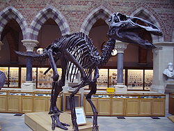  Squelette reconstitué d'Edmontosaurus