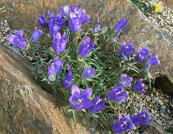 Edraianthus graminifolius