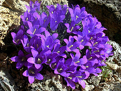 Edraianthus owerinianus