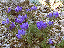 Edraianthus serbicus