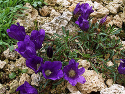 Edraianthus serpyllifolius