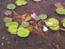  Echhornia natans  Dans un étang au Burkina Faso