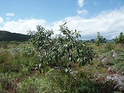 Elaeocarpus angustifolius - Le cerisier bleu