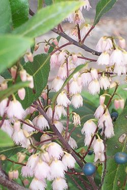 Elaeocarpus reticulatusFleurs et fruits