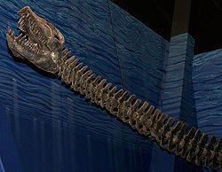  Elasmosaurus platyurus