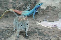  Platysaurus intermedius