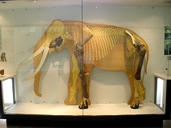  Squelette d’Elephas mnaidriensis