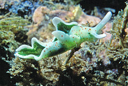 Elysia timida est un prédateurde l'algue Acetabularia acetabulum.