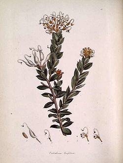 Grevillea buxifolia