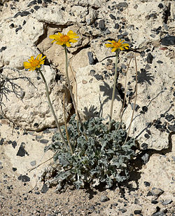  Enceliopsis nudicaulis