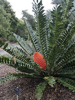  Encephalartos ferox femelle