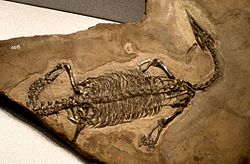  Squelette de Endennasaurus acutirostris