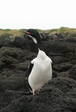 Cormoran des Auckland