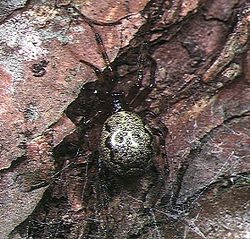  Enoplognatha abrupta