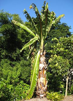  Ensete ventricosum