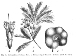 Enterolobium contortisiliquum: Natürliche Pflanzenfamilien