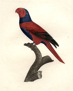  Eos squamata illustré par François Levaillant dansHistoire naturelle des perroquets (1801-1805)