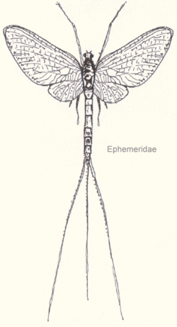 Forme typique d'un Ephemeridé