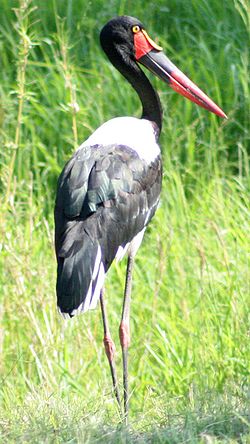  Ephippiorhynchus senegalensis