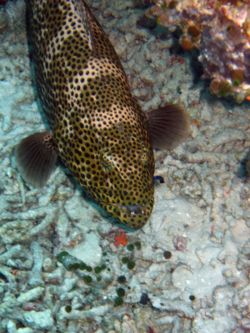  Epinephelus tauvina