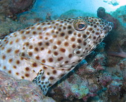  Epinephelus tauvina