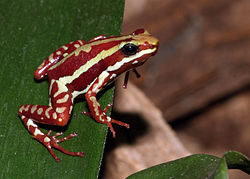  Epipedobates tricolor