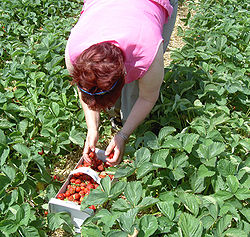 Récolte de fraisesdans un champ de fraisiers.
