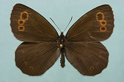  Erebia embla