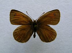  Erebia nivalis