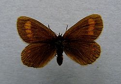  Erebia pharte