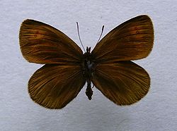  Erebia stirius