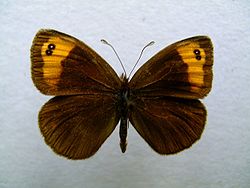  Erebia zapateri