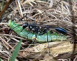  Eremnophila aureonotata