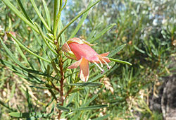  Eremophila latrobei Fleur