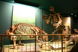  Squelettes d’Eremotherium laurillardi au NMNH, Washington, D.C..